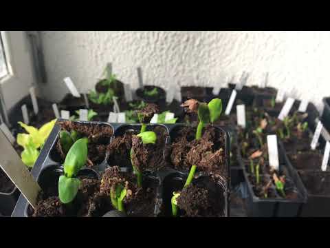 Plumeria, Chili und Lagerstroemia ausgesät: Das Keimlings-Update