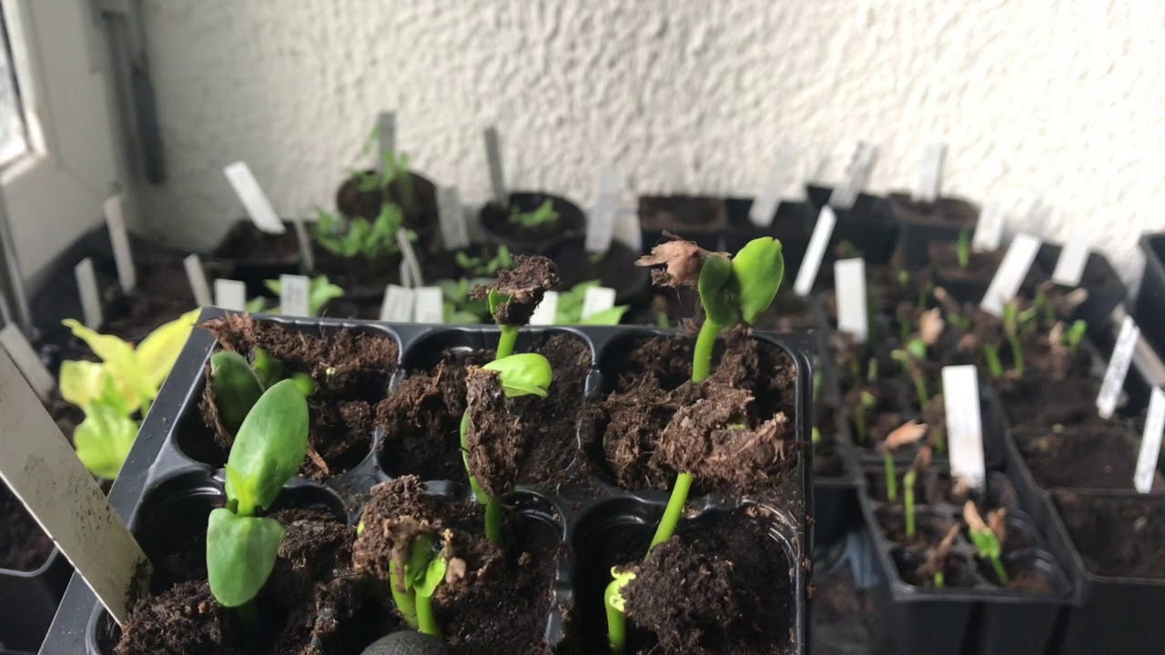 Plumeria, Chili und Lagerstroemia ausgesät: Das Keimlings-Update