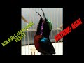 Suara Pancingan Kolibri Ninja Anakan Batang Asai Sarolangun Jambi Mp3 - Mp4 Download