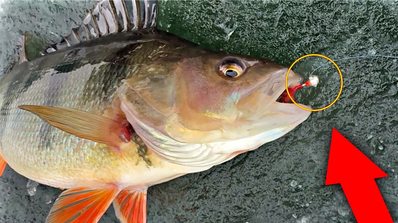 Pojechałem na Sielawowe Okonie z lodu !!! luty 2026 Blaszka vs Mormyszka