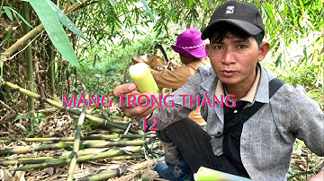 LÊN RỪNG HÁI RAU DỚN | MÓN HAO CƠM 