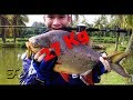 Fishing Daily Fishing 2,7 Kg Pomfret Monster Fish In The Pond Fishing 2017
