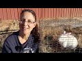 Raising Rabbits for Meat!! How to Begin!!!