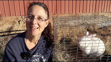 Raising Rabbits for Meat!! How to Begin!!!