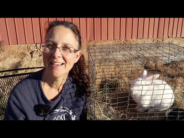 Raising Rabbits for Meat!! How to Begin!!! class=
