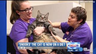 Obese cat 4 pounds away from guinness record on diet