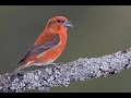 Common Crossbill in Norway - Kruisbek in Noorwegen 2016