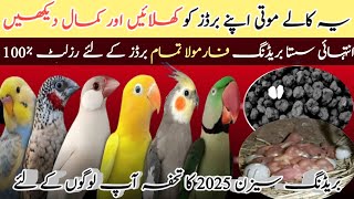 Winter Season Breeding Formula For Java sparrow, Love Birds, Cockatiels, Ringneck | Water Chestnuts