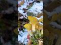 Зимние грибы ❄️Гигрофор поздний, бурый.🦑 Мокрица Hygrophorus hypothejus. Эукариоты. Грибы России.