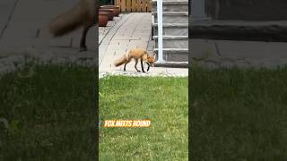 Foxhound meets fox #summeronshorts