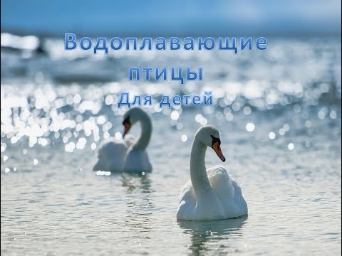 Водоплавающие птицы. Фильм для детей.