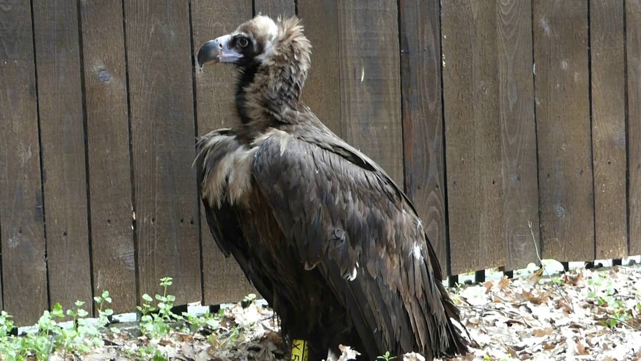 conservation of energy formula Vultur Negru