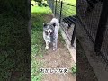 秋田犬長毛カイのとーちゃんがいない