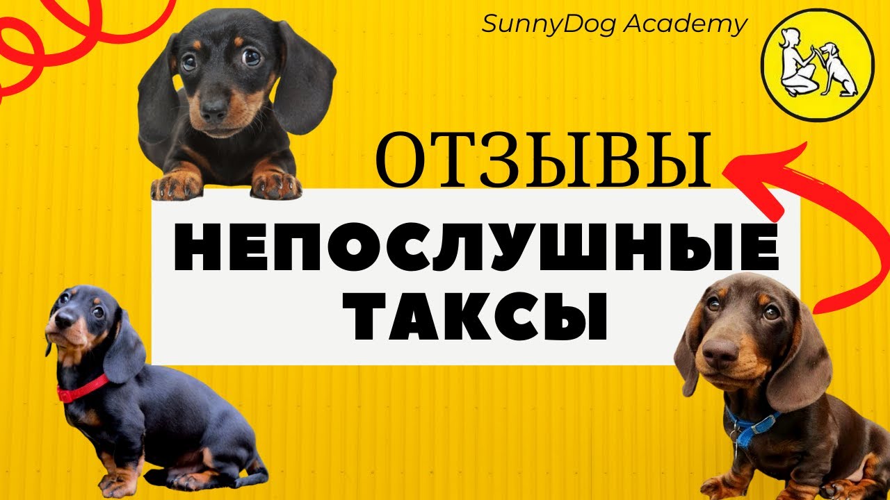 Непослушные таксы. Отзывы владельцев.