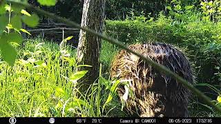 Bever Duikt Op Bij Natuur- En Milieucentrum De Ijzeren Man 3
