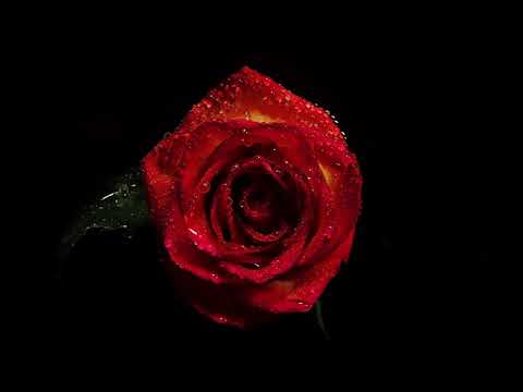 Unnamed Flower Blues