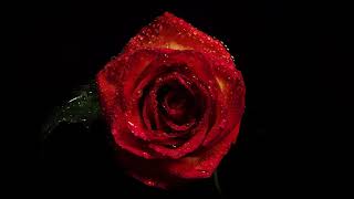 Unnamed Flower Blues