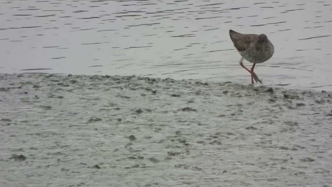 Le chevalier gambette (Tringa totanus) et son drole de manège - Common