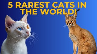 Celebrity 5 RAREST CATS IN THE WORLD! (Remaster) Profile