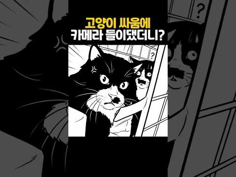 고양이 싸우는 도중에 카메라 들이밀면 생기는 일 thumbnail