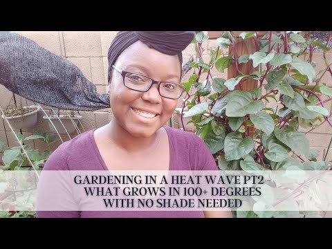 Gardening In A Heat Wave Pt2 - What Grows In 100+ Degrees With No Shade Needed
