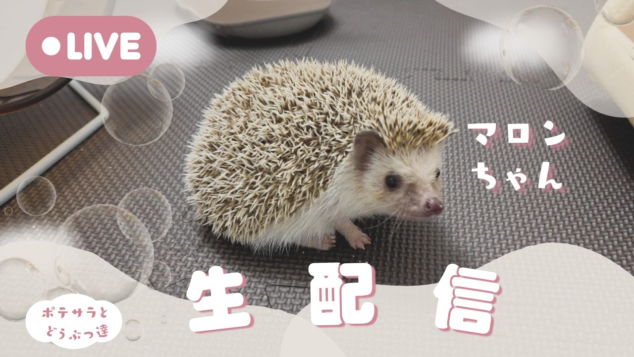 ハリネズミです YouTube