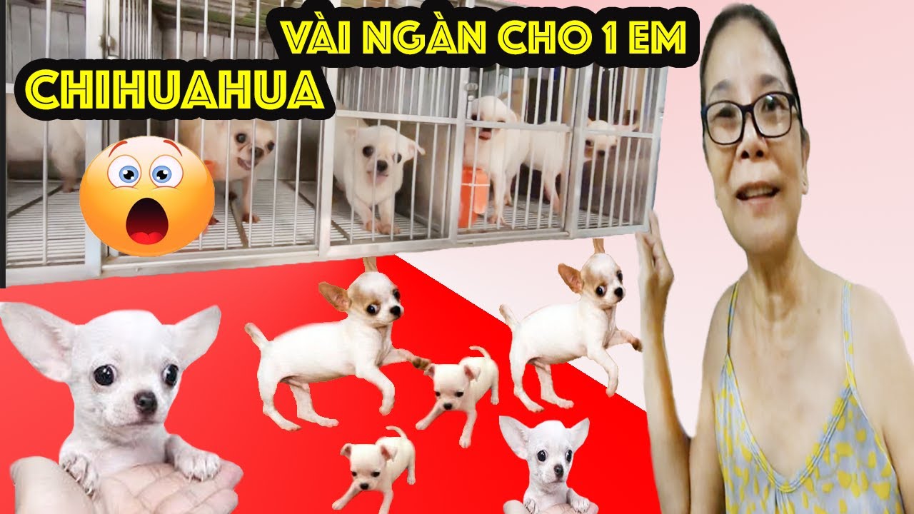 Người phụ nữ 1 mình nuôi 100 chú Chihuahua với giá khủng - youtube