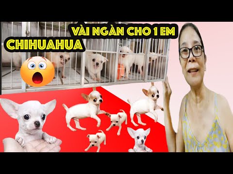 Video: Chihuahua Tên: Nam, Nữ, Dễ thương, & Mexico