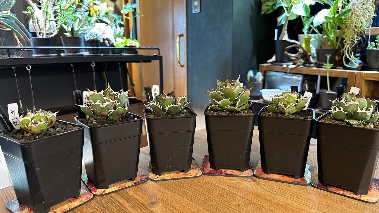 046 【アガベ】9月に買った植物+α 全部紹介 購入金額 - YouTube