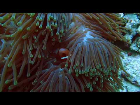 Maldives February 2017 - Filitheyo House Reef Exit 6 - 7