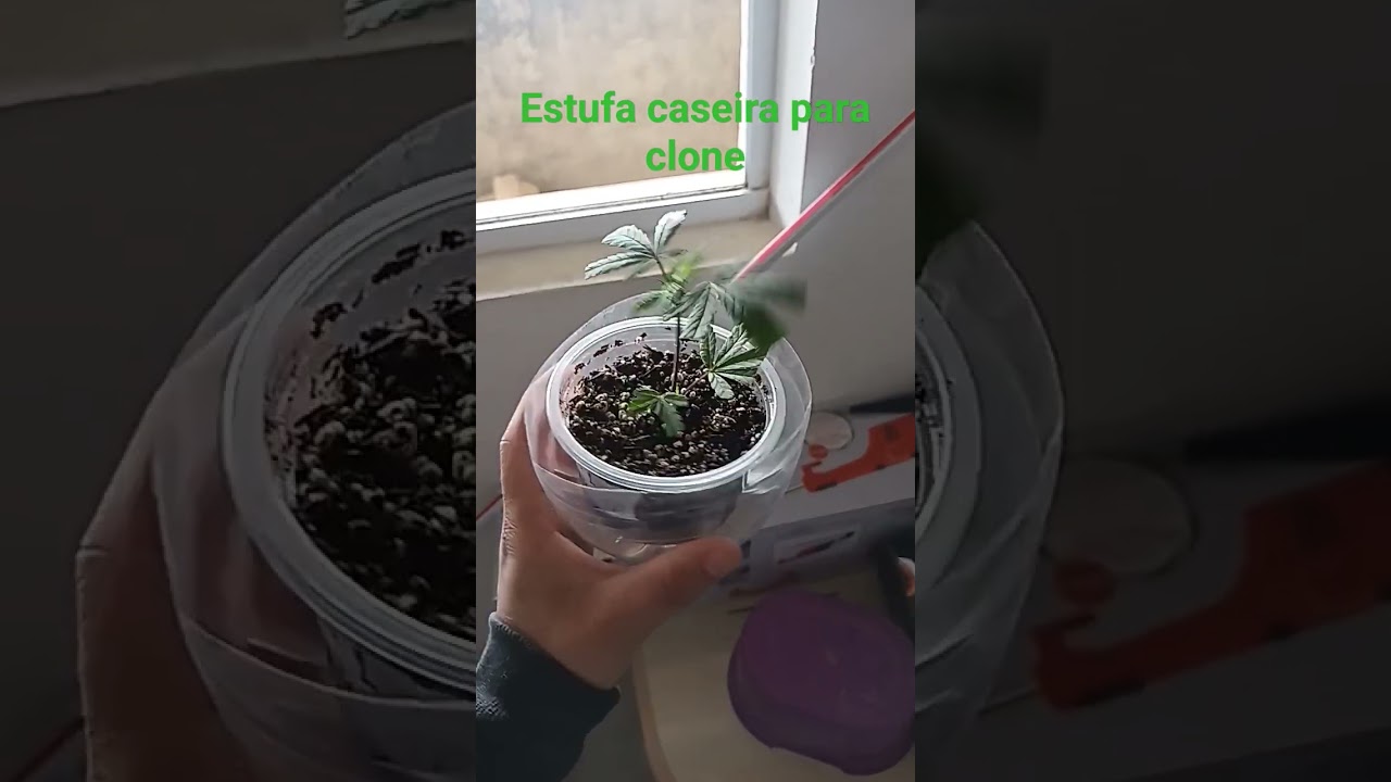 Estufa caseira para criar clone de cannabis