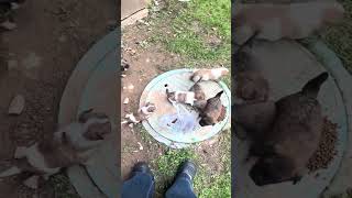 6 Puppies Surrounded Me 🐶 #dog #heartwarming #puppy #cute #animals #animalrescue