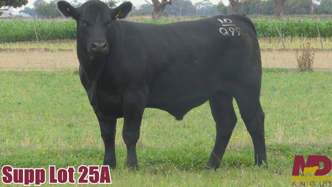 Lot 25A Merridale Quinsy Q99 