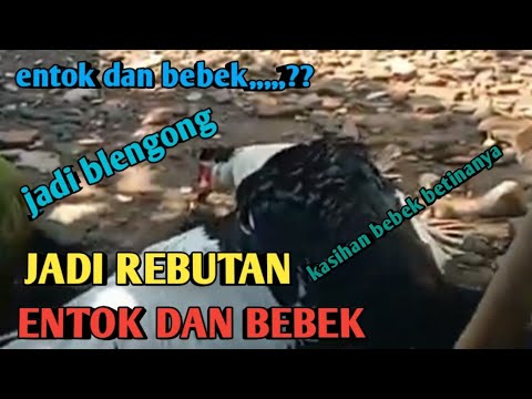 VIRAL 1 BEBEK BETINA JADI REBUTAN  ENTOK DAN BEBEK JANTAN