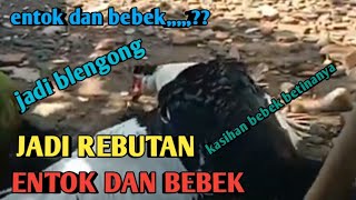 VIRAL 1 BEBEK BETINA JADI REBUTAN  ENTOK DAN BEBEK JANTAN