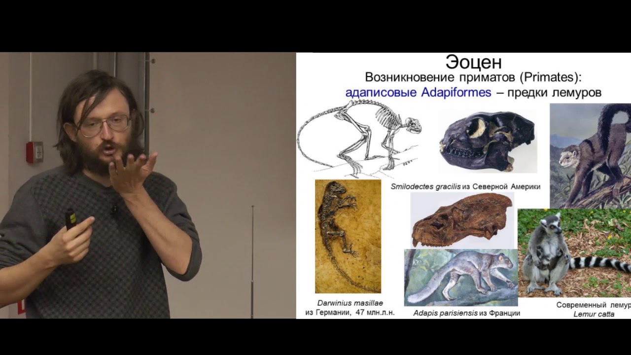 Станислав Дробышевский. Мини-курс Антропология 2 - YouTube