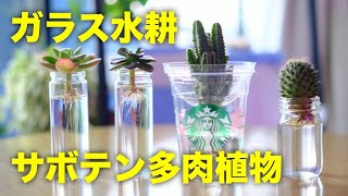 【観葉植物】サボテンと多肉植物の水耕栽培のやり方【インテリア】