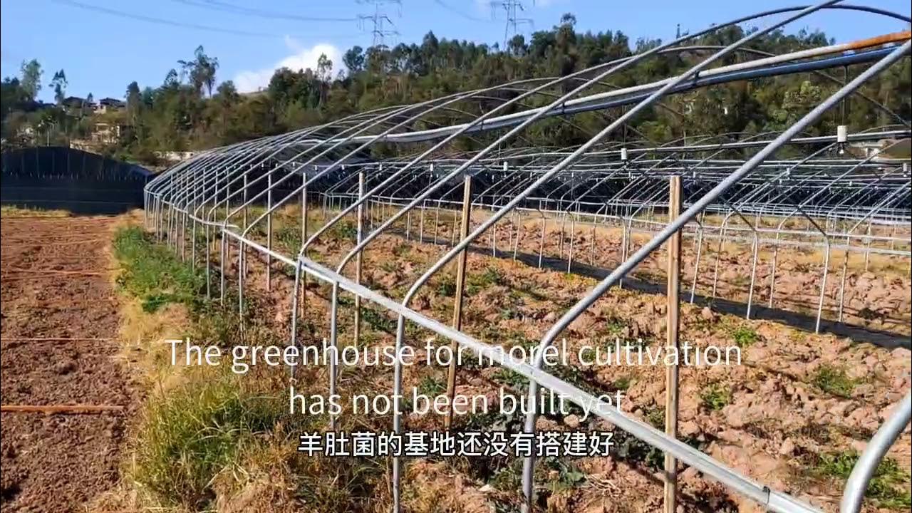 How to grow morels? Morel Mushroom Cultivation in China YouTube