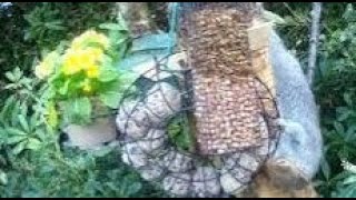 Squirrel Hanging Upside Down On Visit To My Cottage Garden Scone By Perth Perthshire Scotland