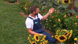 Sunflowers and Zinnias for Birds, Bees, and Butterflies