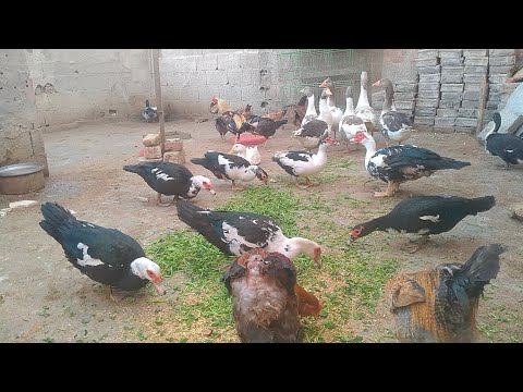 روتين غبت عن طيورى بسبب تعبى رجعت لقيت الطيور كلها راحت من على السطح بس بردوا لقيت احلى مفاجأة 