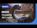 Giant new dinosaur identified from fossils in Thailand | The World | ABC NEWS