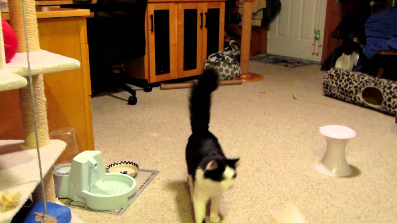 catnip oil Grffin is Funny...
