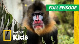 Super Strange Animals 😲 | Super Animals Full Episode | Nat Geo Kids