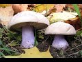 За грибами в декабре /Рядовка лиловоногая / Где собирать грибы зимой / Грибы на новый год