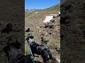 Hiking vlog in White River National Forest #hiking #solohiking #dogslife #colorado