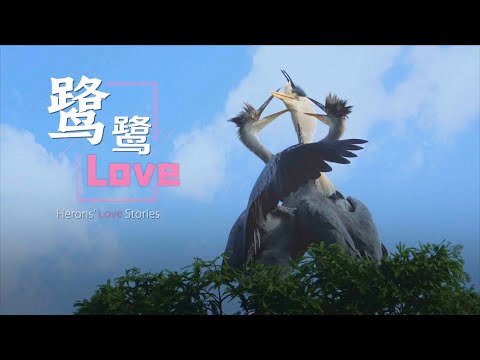 Heron's love stories: bird romance in chengdu's huanhuaxi park