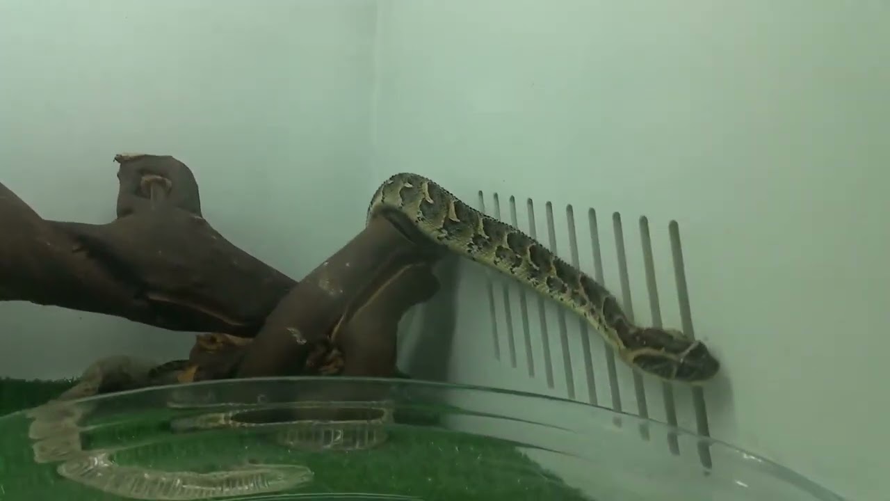 шумящая гадюка