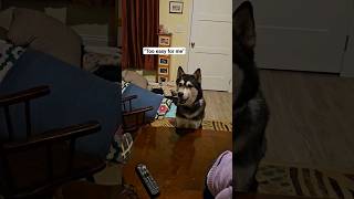 Can Your Dog Do This!?  Husky's Hidden Talent #dog #siberianhusky #dogtricks #husky #dogandbaby