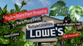 Big Box Store Plant Shopping Multiple Locations Lowes  Monstera Thai Constellation Clearance Hunt